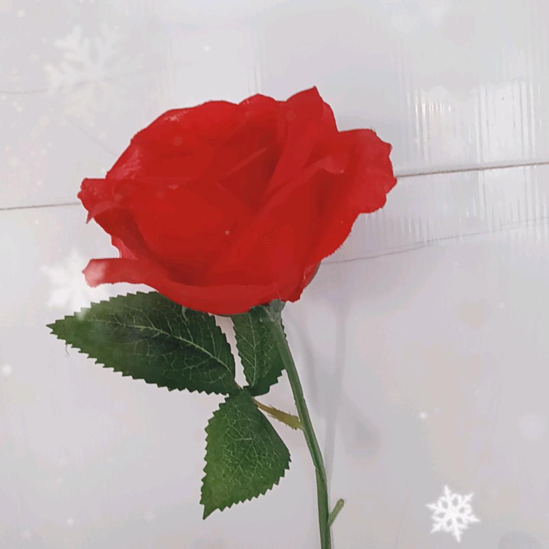 🌹玫瑰🌹
