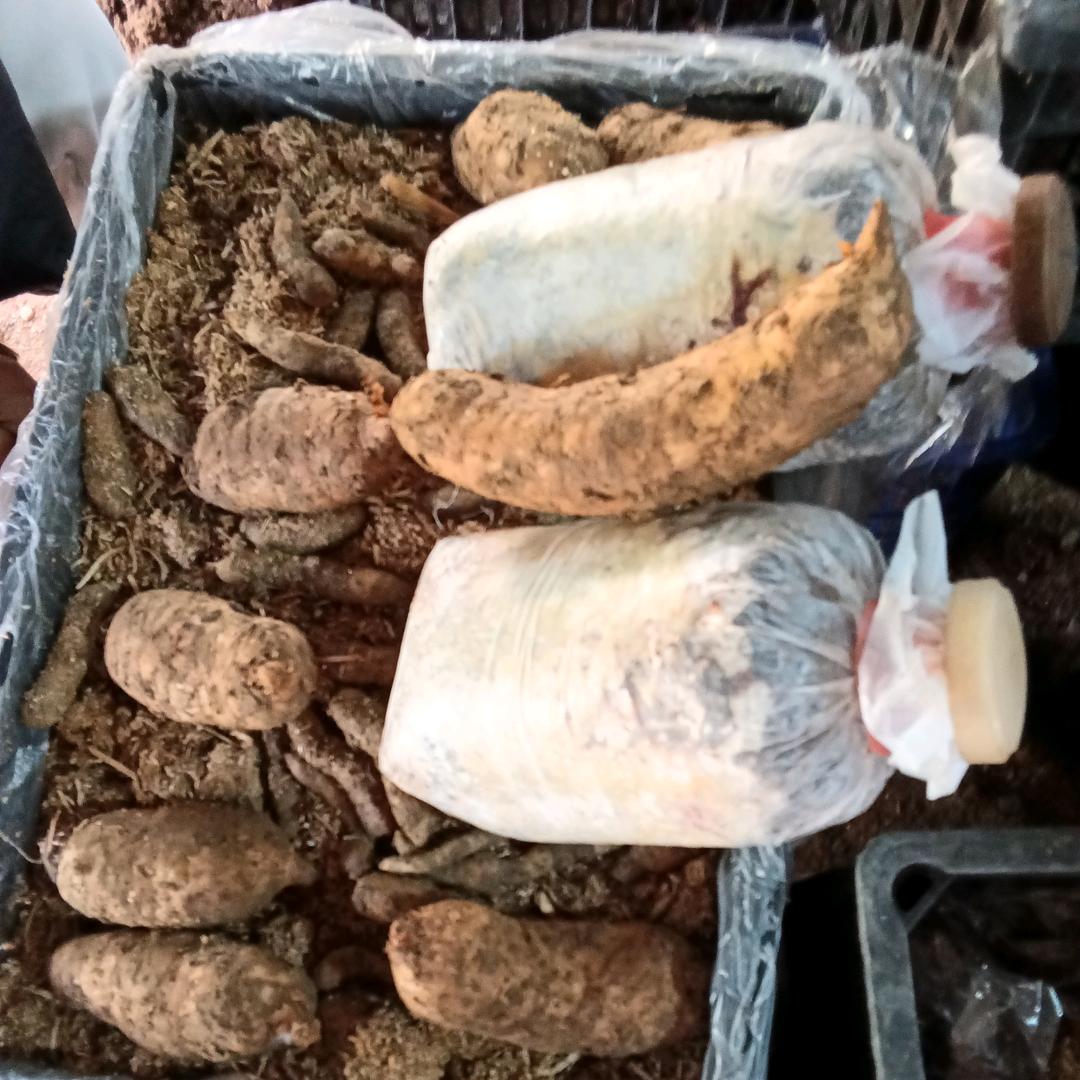 中药材种植-阿豪