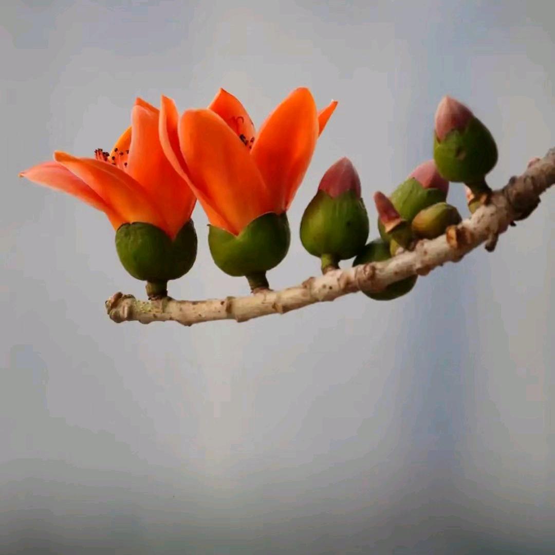 花雨