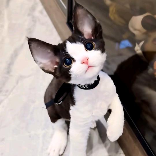 百万是只德文猫