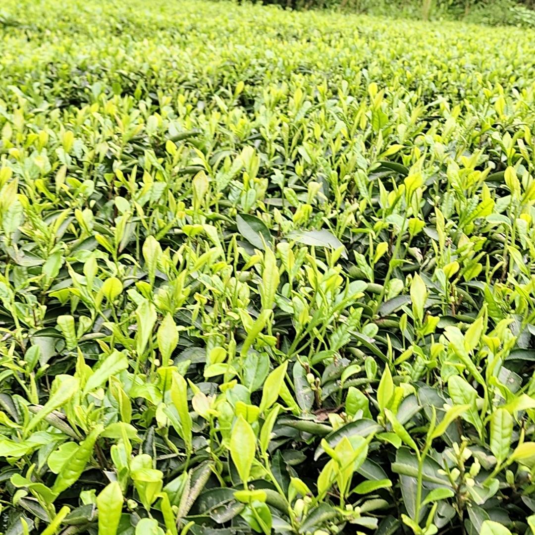 湄潭县茅坪镇关山坪云雾茶业专业合作社