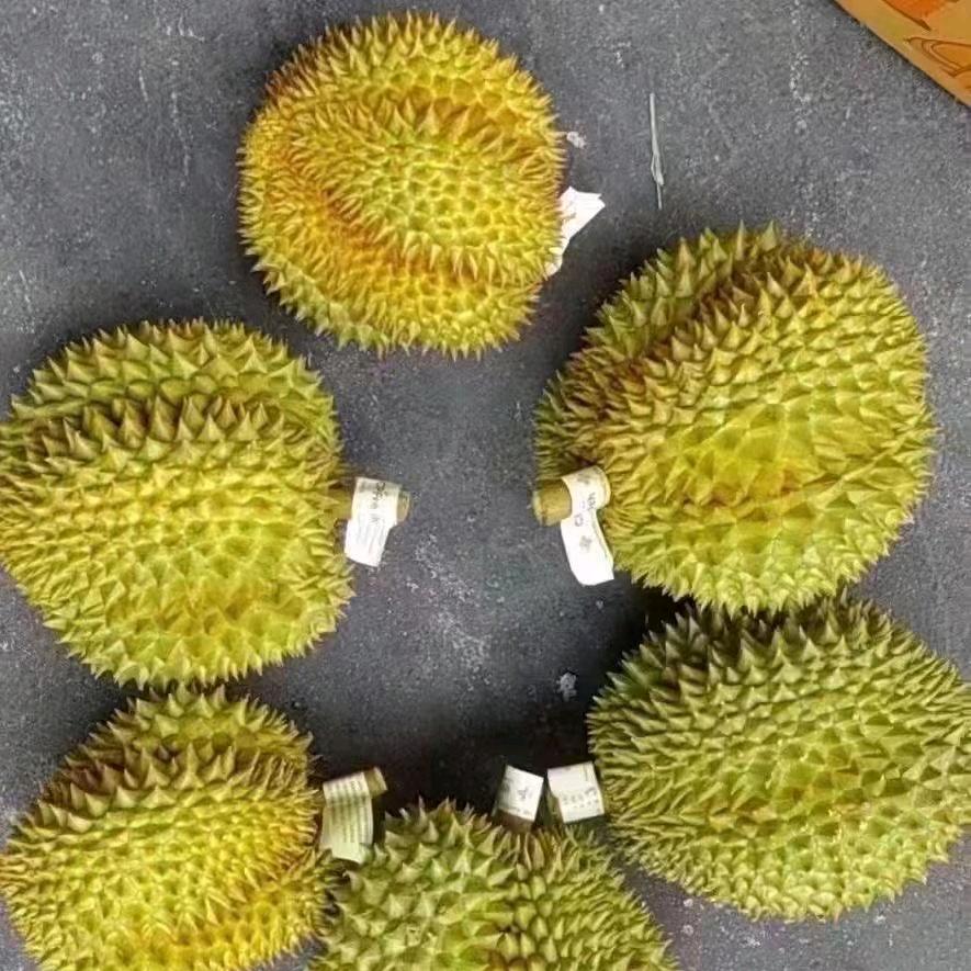 @霏児.江北🇹🇭榴莲刺客（收徒儿）