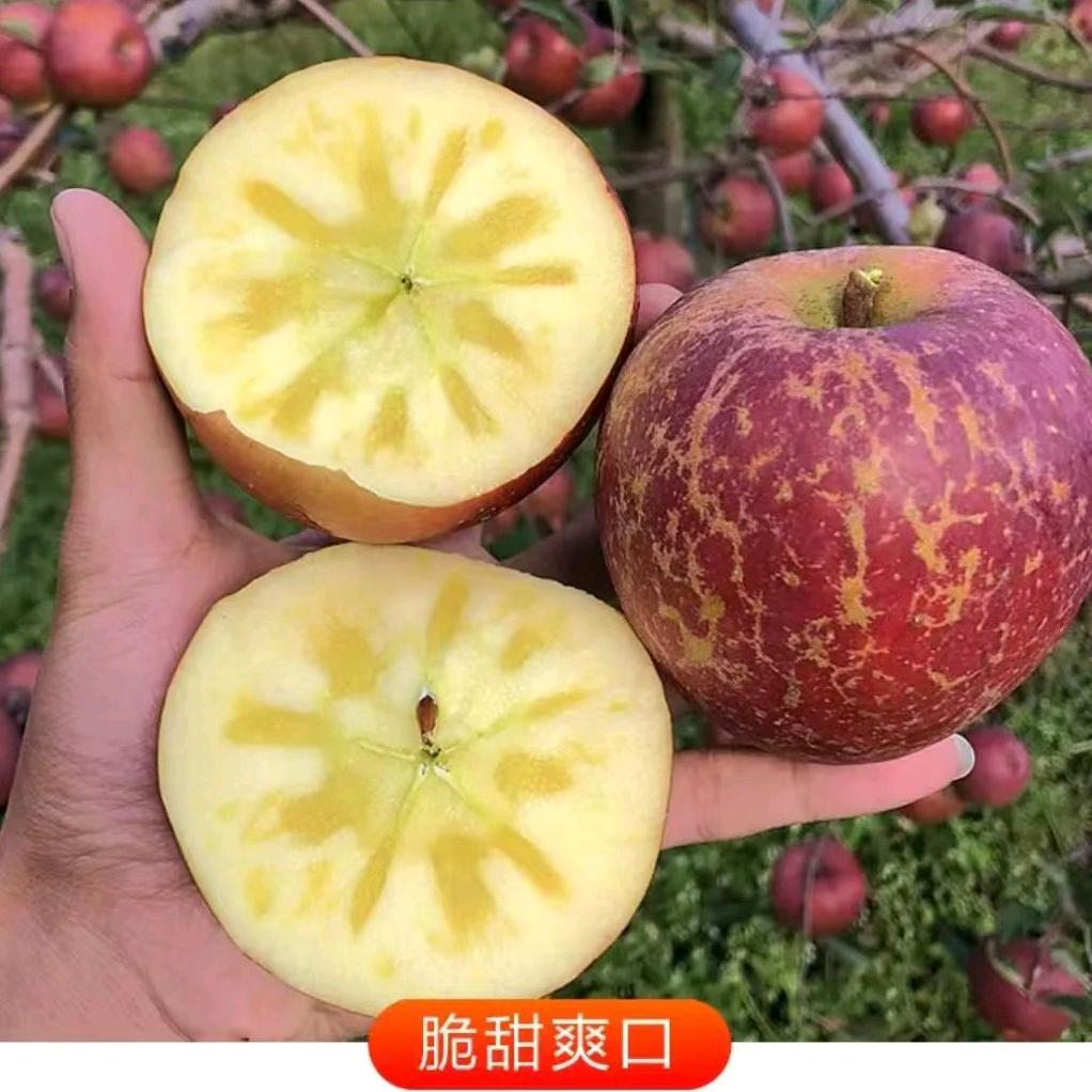 云南昭通糖心苹果