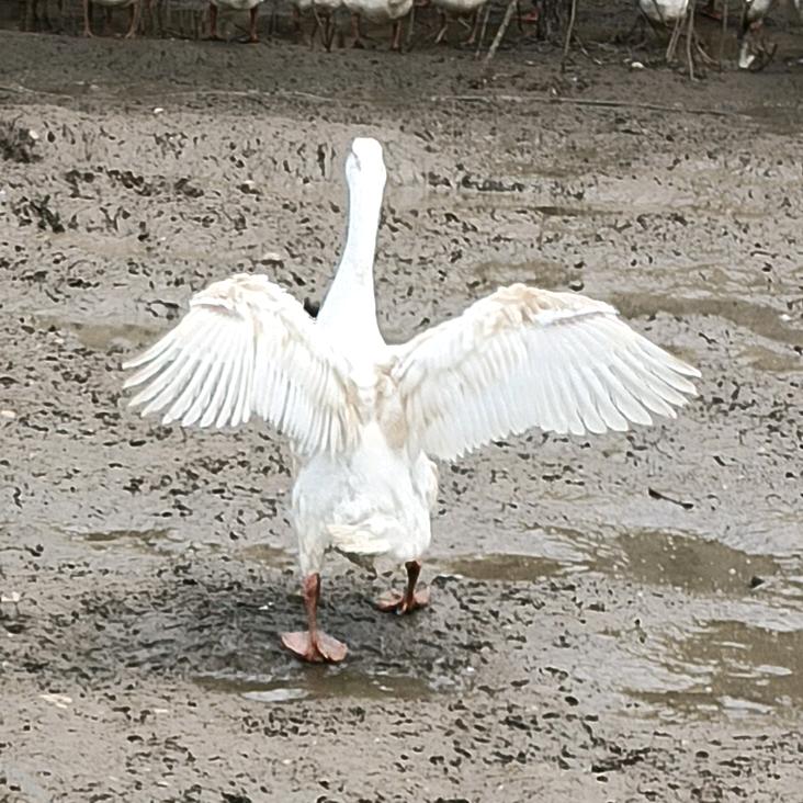 涿州大鹅（想咨询，可私聊）