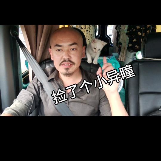 大叔爱玩猫@抖音