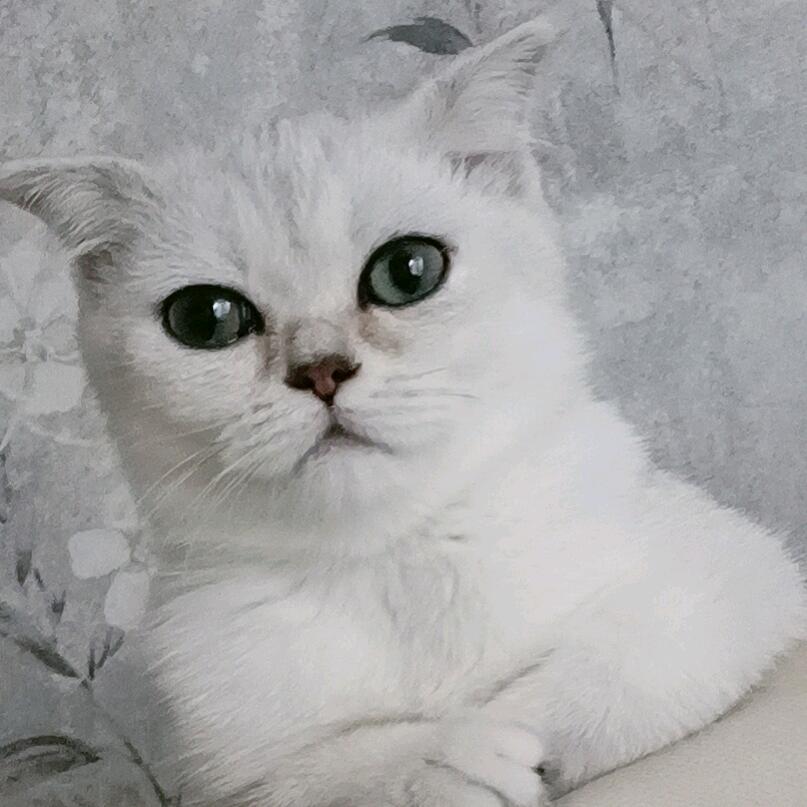 黄昏的酒