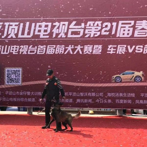 河南平顶山大金警犬搜救犬训练基地