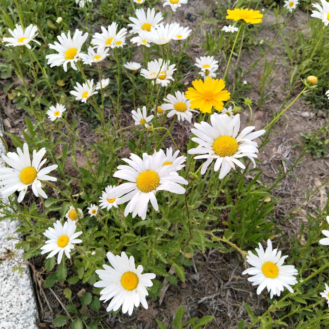 春天🌻