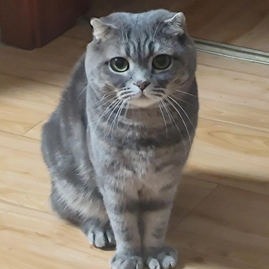Gu.