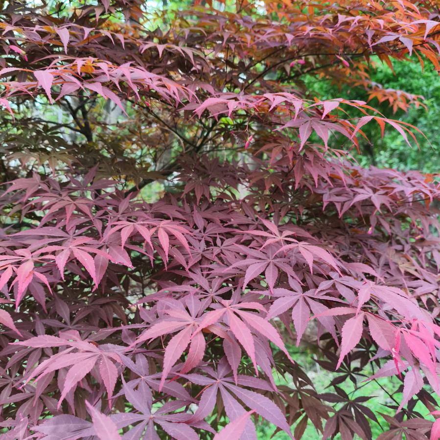 小青草