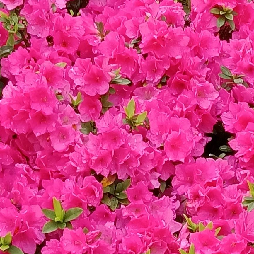 孙金兰