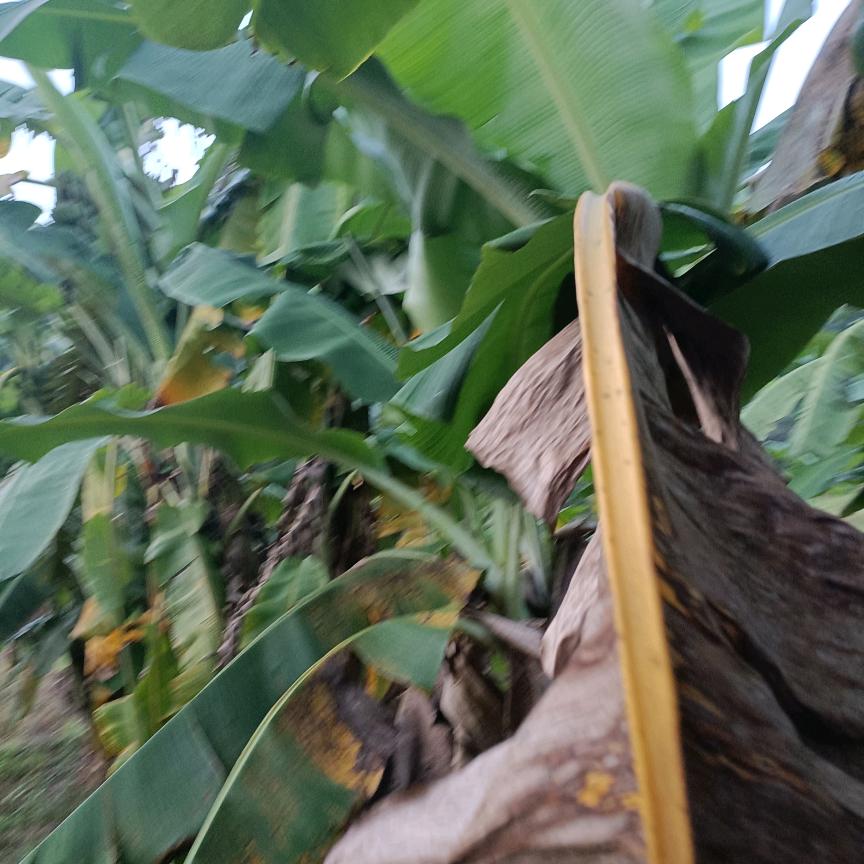 风里的梦