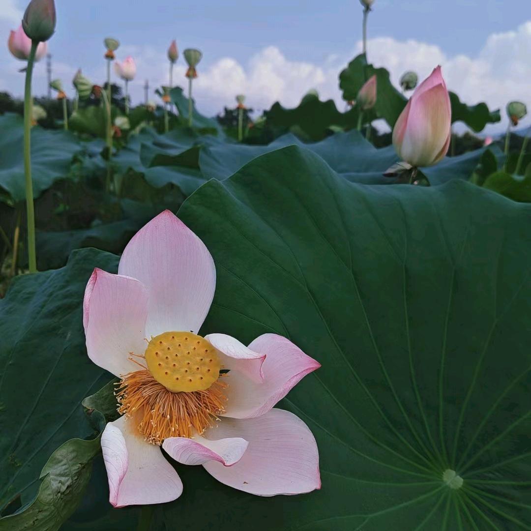 刺客就是我哟