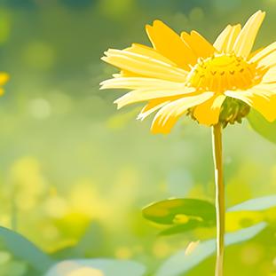 4.2 和 5.0 的梦想小屋