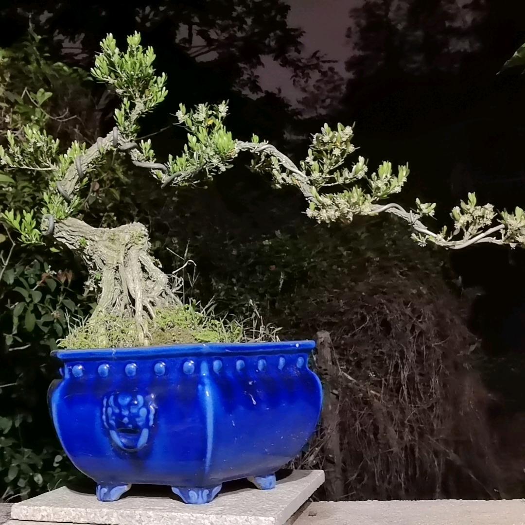 ʕ·͡˔·Ɂ 善良姑娘 ღ᭄ꦿ 熊苑妮）