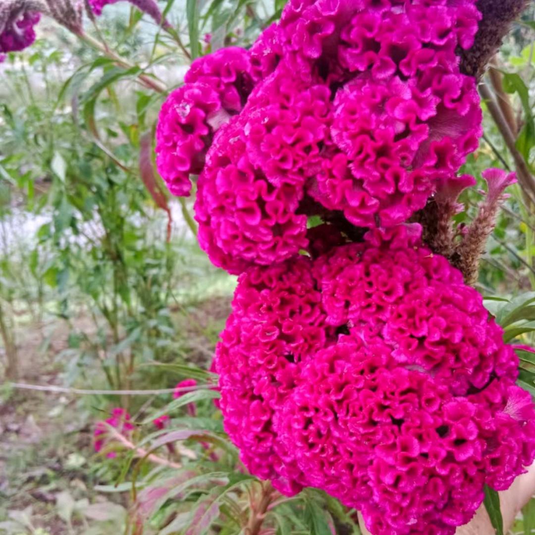 🌹开心💐每一天🌹