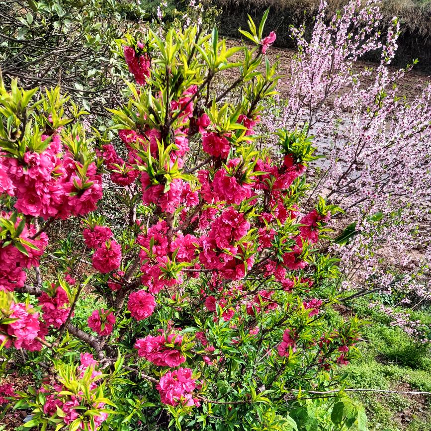 天✺◟(∗❛ัᴗ❛ั∗)◞✺菩萨