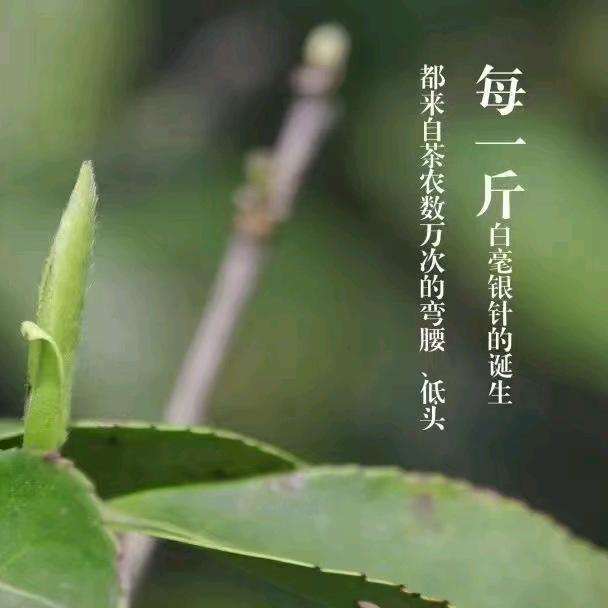 小蔡茶