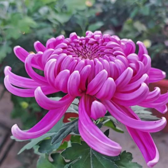 宁陵县程楼乡菊花种植基地