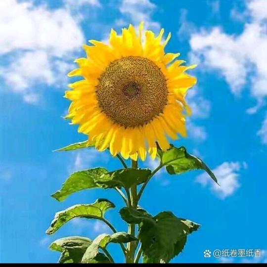 暮色伊人