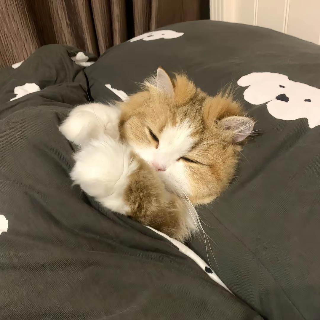花椒猫