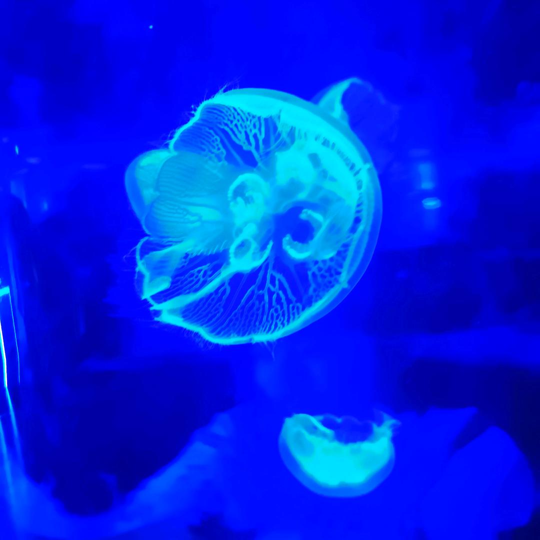 沫菡