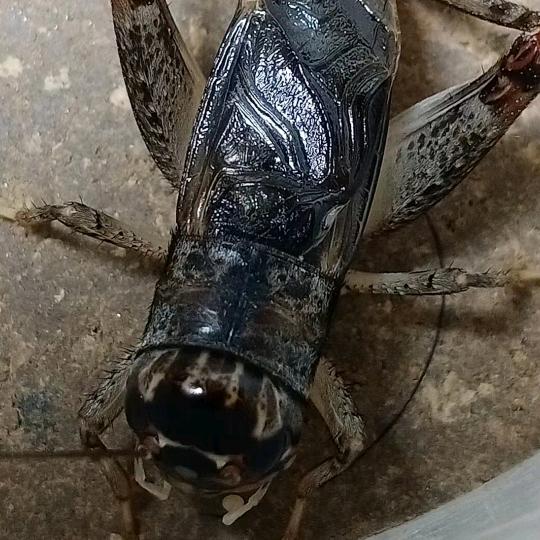 乐陵芳姐虫王电子商务中心