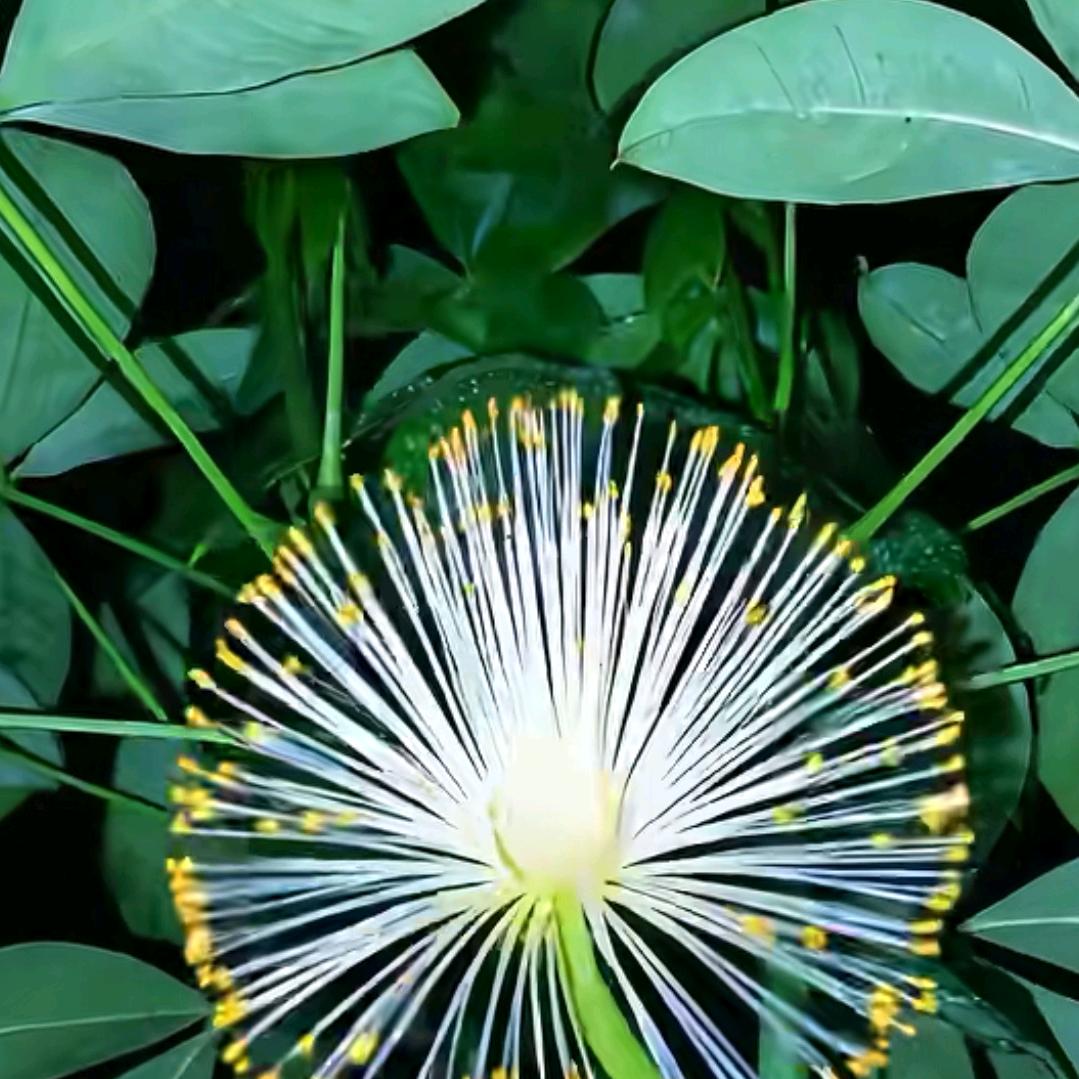 🎋🏇🏻莫❤忘🏇🏻🎋