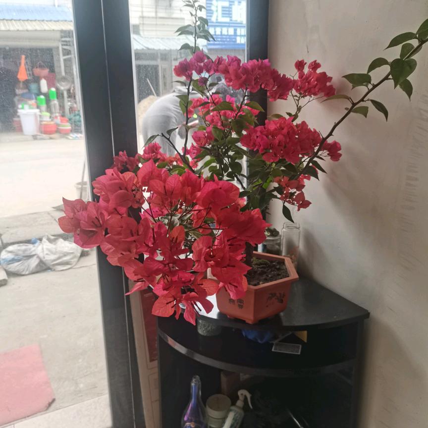 三丫头