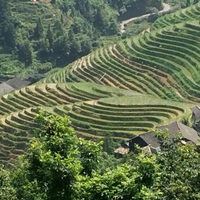 陈歌梦想
