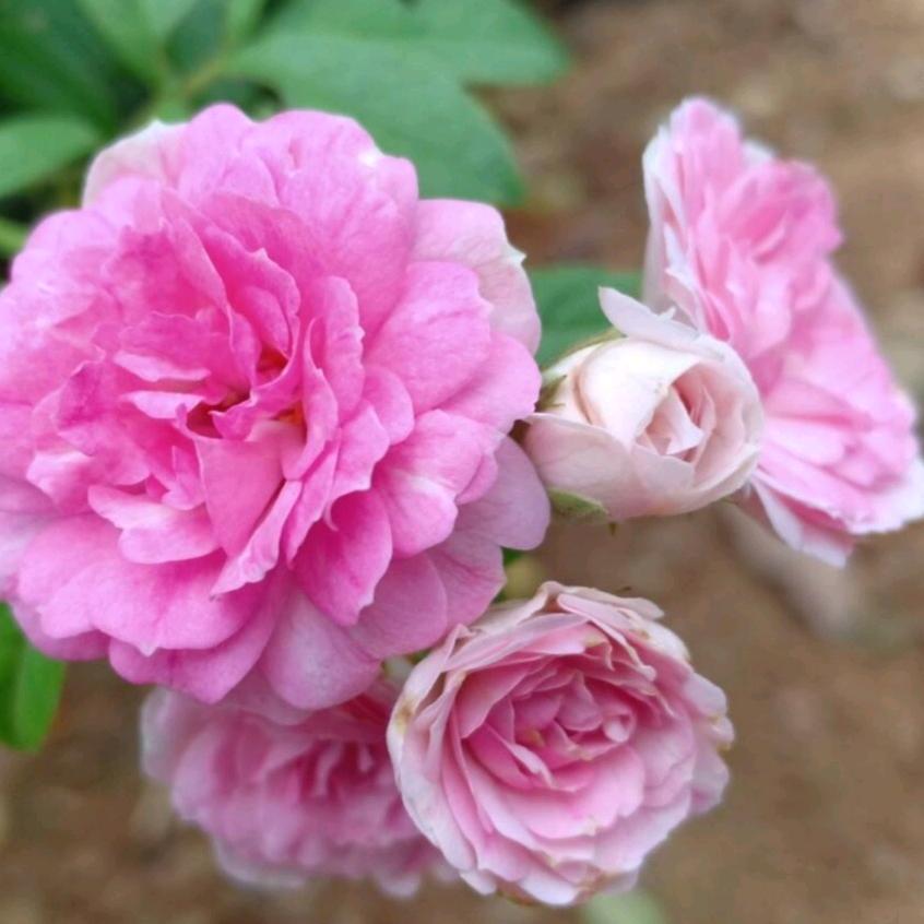 凤姐🌺h