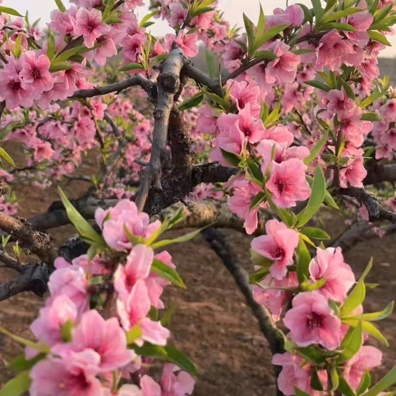 用户775950672330乐四姐