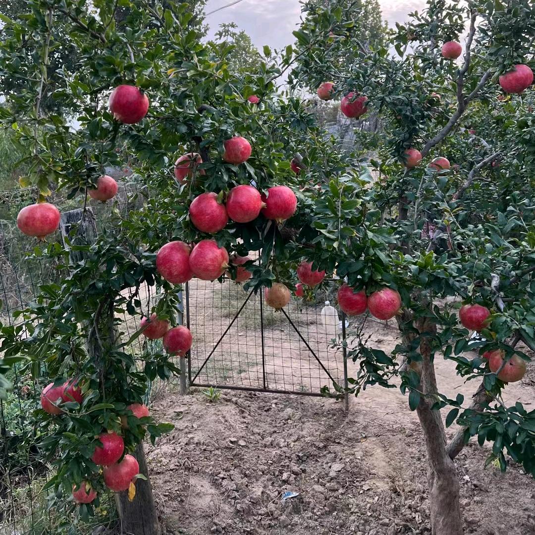 🌹ঞ开心果¹³¹⁴ృ༊（拒绝连赞）