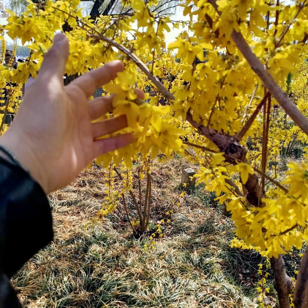 妙玲🌻🌷☔⭐🌙