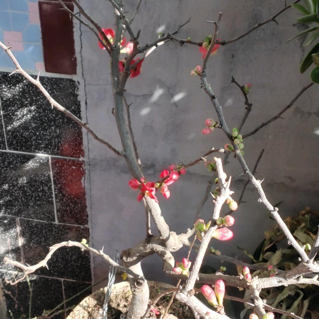 贴梗海棠