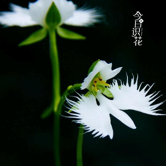 厽厽
