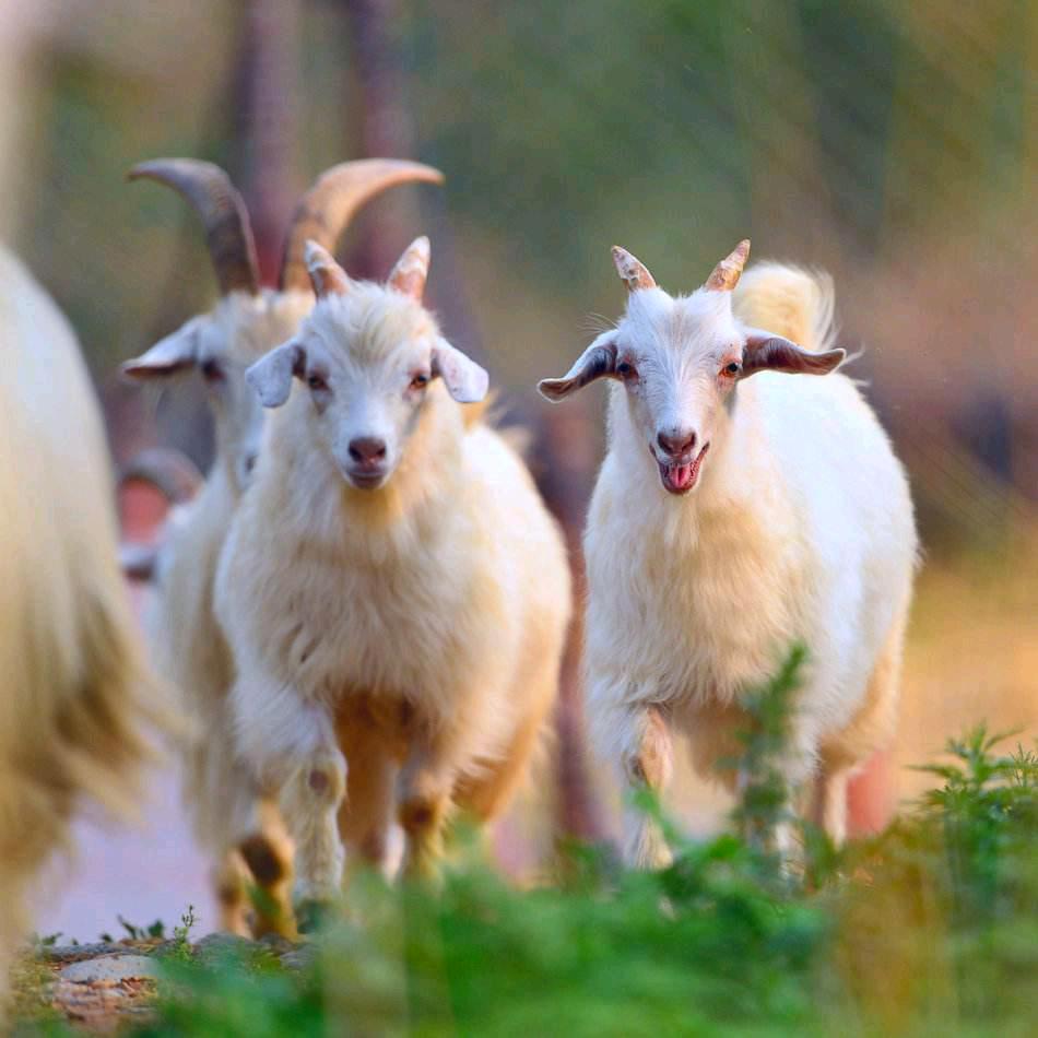 郑州翼添生物科技@牛羊养殖王老师