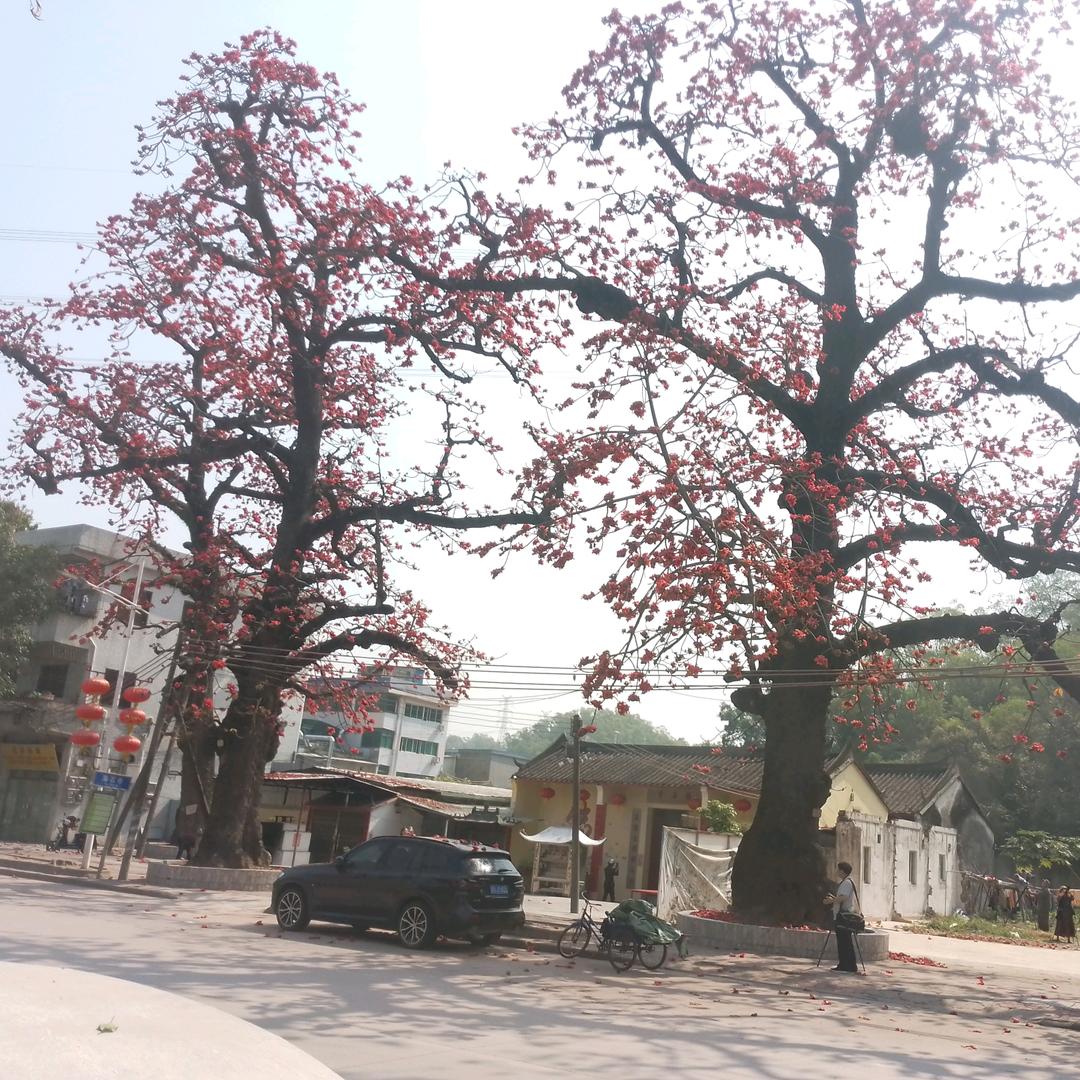 -小背子