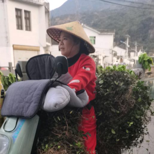 大罗山罗山村美花圣草（自采）