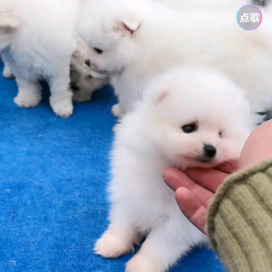 🐲¹⁹₈₈宋℘࿐