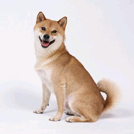 道圣讲生肖