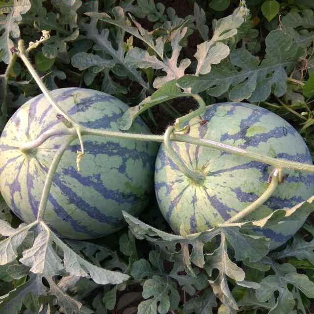 谯城区李鹏种植家庭农场