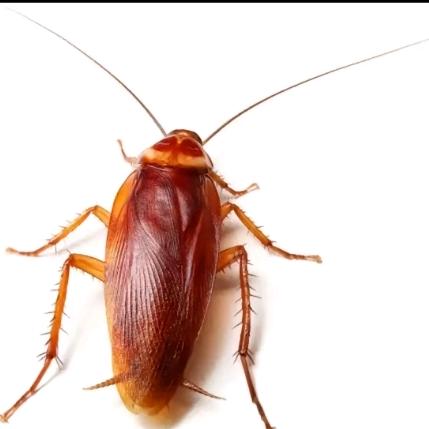 狂野暴躁智障母蟑螂