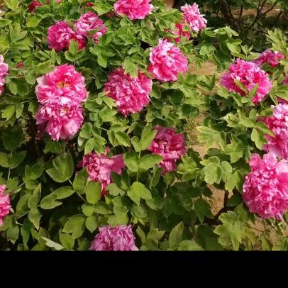 ｡◕‿◕｡嘉跃(☆▽☆)