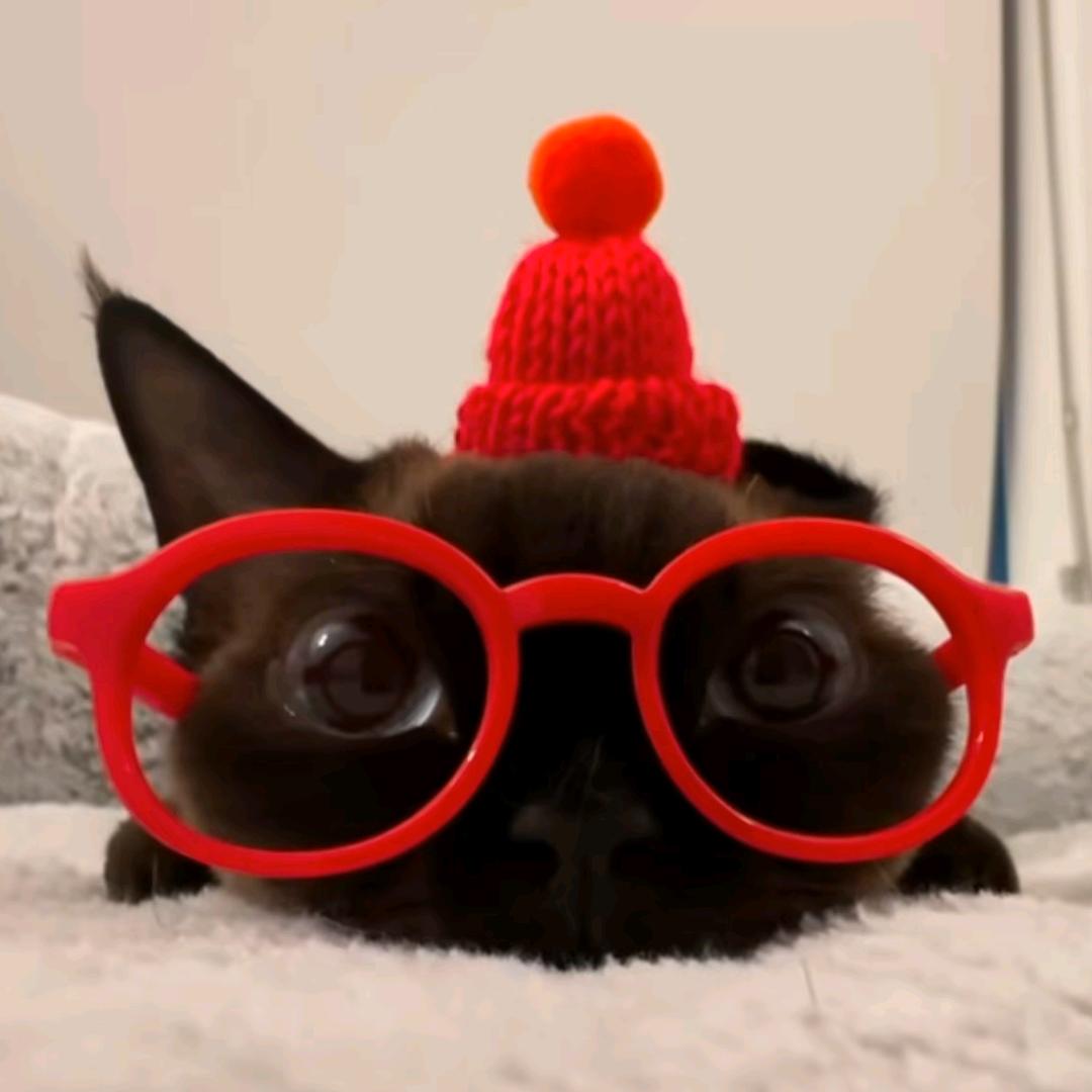 爱喝东方树叶🍃