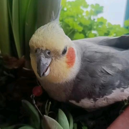 笨小孩