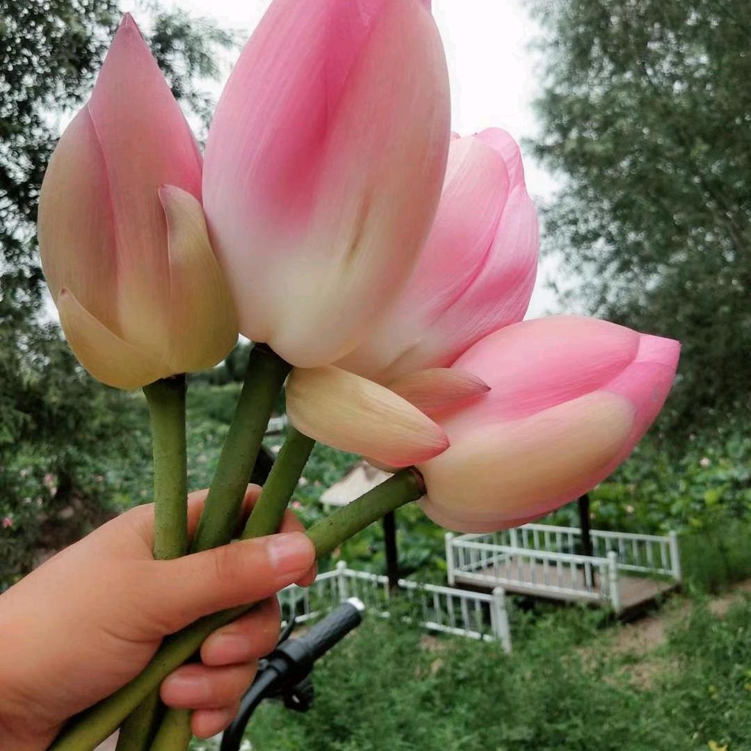 欢子🌹四川通江