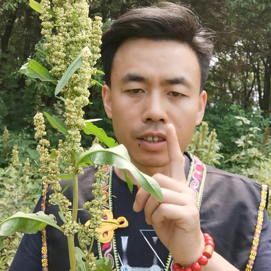 深山识百草