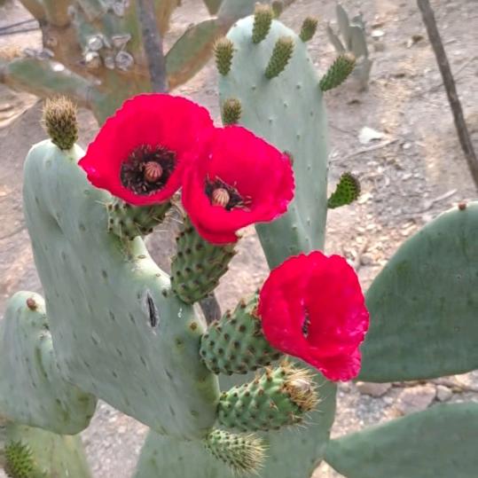 新品种仙人掌培植园~张霖