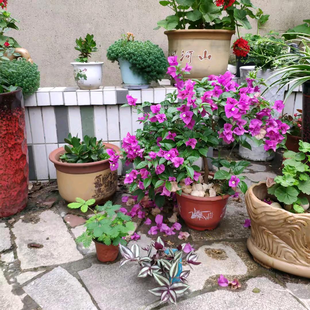 张姑娘，76年巜龙》